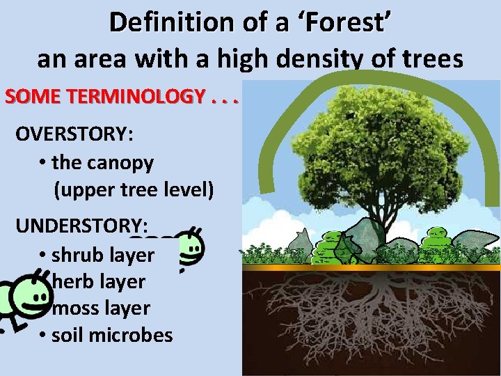 Definition of a ‘Forest’ an area with a high density of trees SOME TERMINOLOGY.