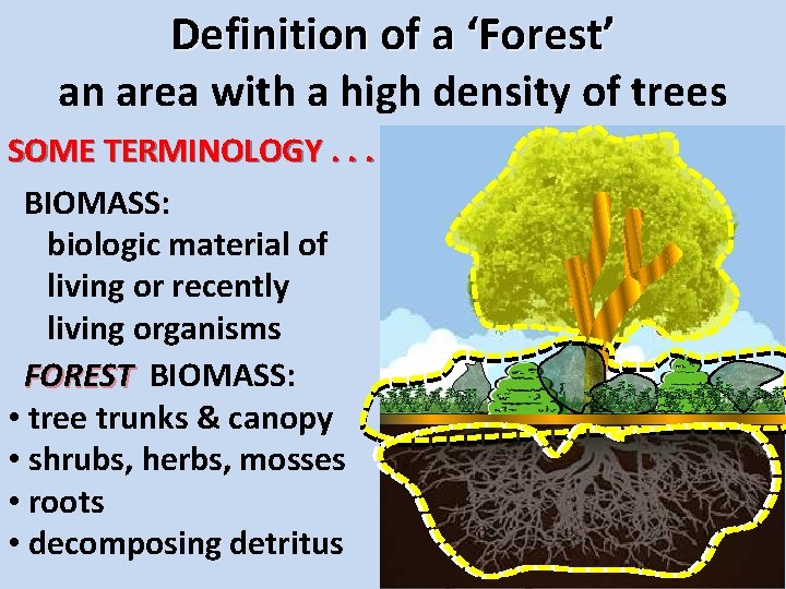 Definition of a ‘Forest’ an area with a high density of trees SOME TERMINOLOGY.