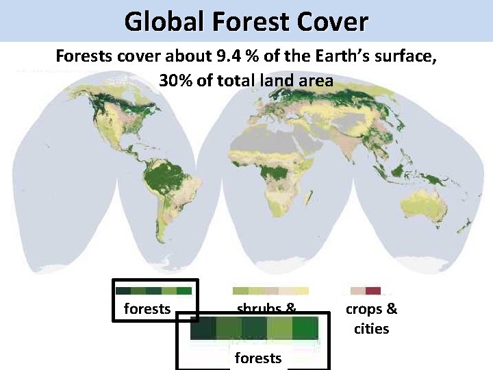 Global Forest Cover Forests cover about 9. 4 % of the Earth’s surface, 30%