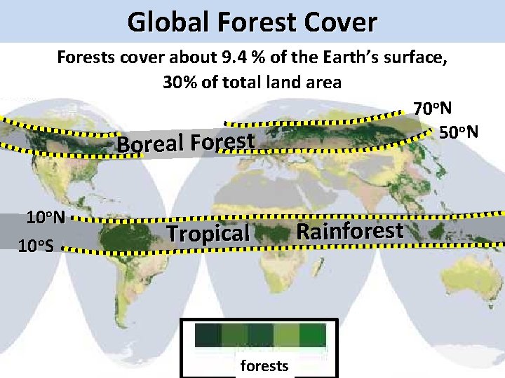 Global Forest Cover Forests cover about 9. 4 % of the Earth’s surface, 30%