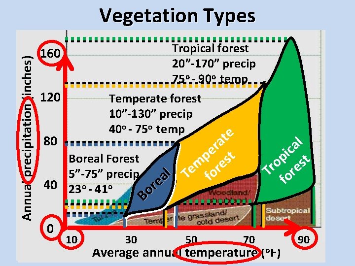 Global Vegetation Forest. Types Cover FOREST Tropical BIOMES forest 160 Annual precipitation (inches) “contiguous