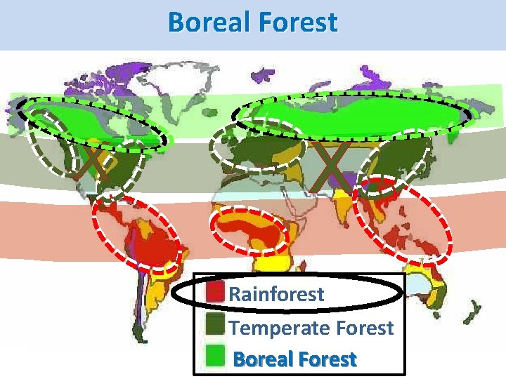 Vegetation Boreal Forest Types X X Rainforest Temperate Forest Boreal Forest 