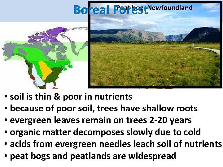 Boreal Forest Denali Highway, Peat bog, Alaska Newfoundland • soil • is coniferous thin