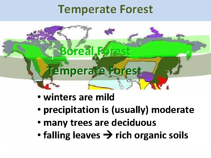 Temperate Boreal Forest Temperate Forest • winters are mild • precipitation is (usually) moderate