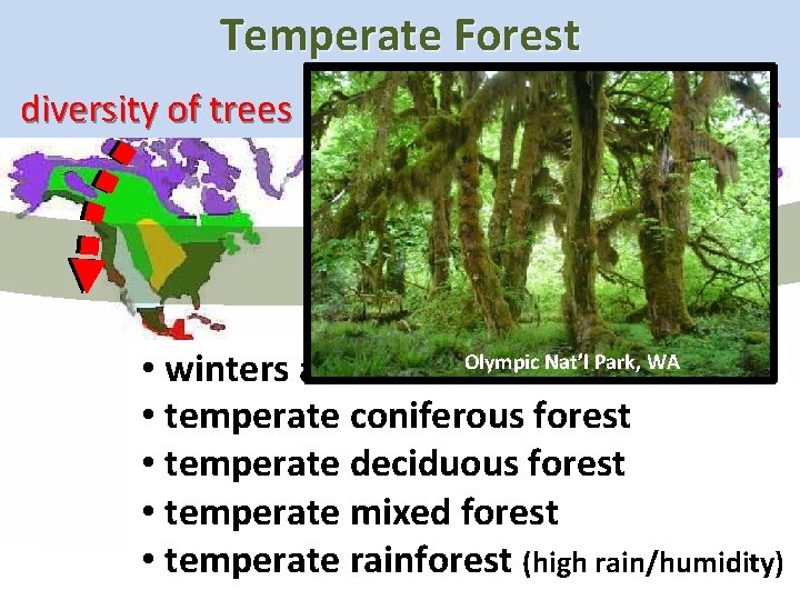 Temperate Forest Shore of St Lawrence, Applachian Mts, Olympic TN Quebec Nat’l Park, WA