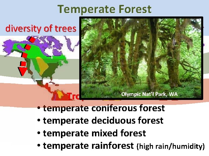 Temperate Forest diversity of trees increases toward the Equator Olympic t Park, WA ores.