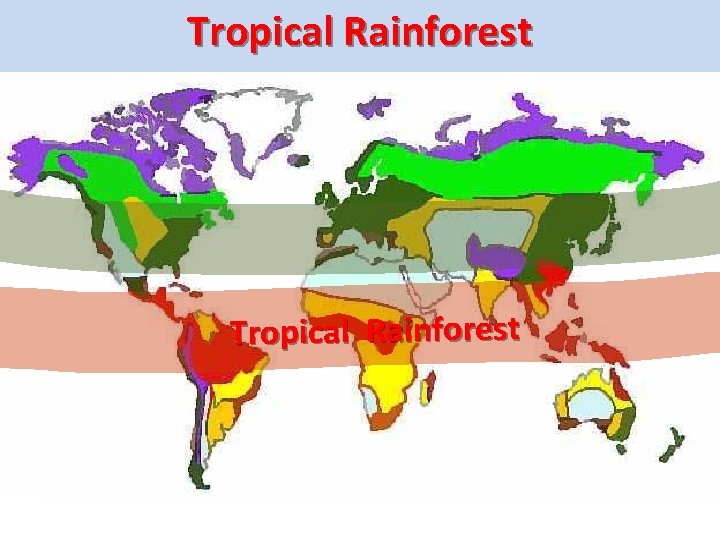 Tropical Temperate Rainforest Forest Tropical Rainforest 