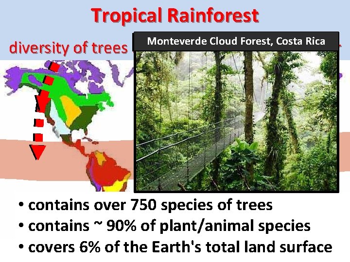 Tropical Rainforest Monteverde Cloud Forest, Costa Rica diversity of trees increases toward the Equator