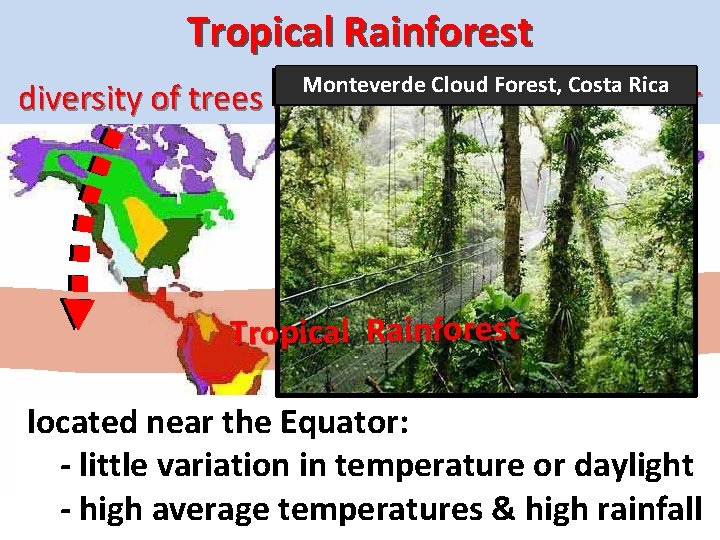 Tropical Rainforest Monteverde Cloud Forest, Costa Rica diversity of trees increases toward the Equator