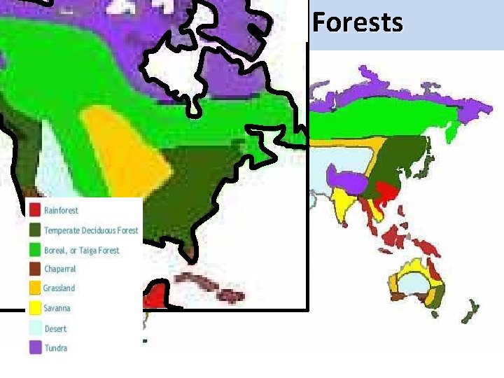 North American Forests 