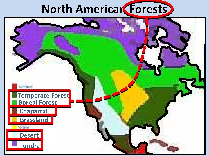 North American Forests Temperate Forest Boreal Forest Chaparral Grassland Desert Tundra 