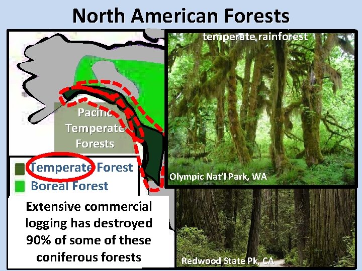 North American Forests temperate rainforest Pacific Temperate Forests Temperate Forest Boreal Forest Chaparralcommercial Extensive