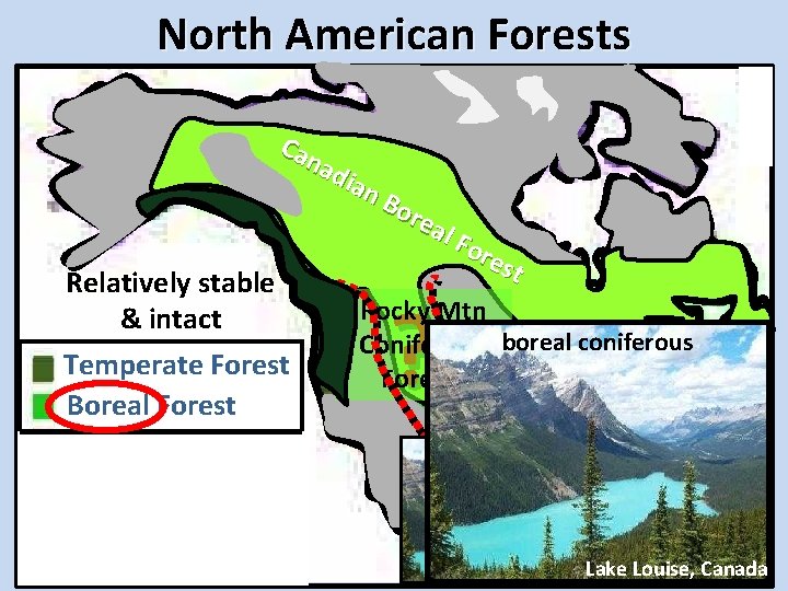 North American Forests Can adi an Relatively stable & intact Temperate Forest Boreal Forest