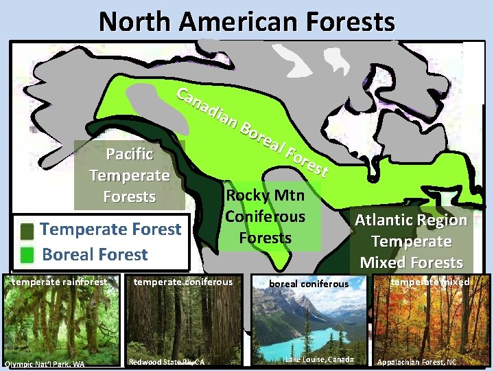 North American Forests Can adi an Pacific Temperate Forests Bo rea l Fo res