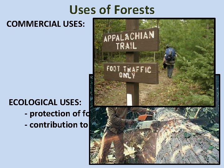 Uses of Forests COMMERCIAL USES: - recreation/tourism - wood for fuel, pulp, paper, lumber