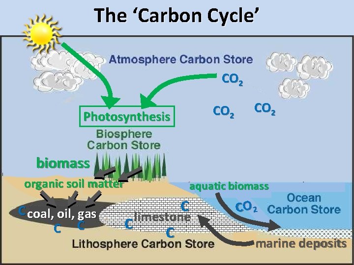 The ‘Carbon Cycle’ CO 2 Photosynthesis CO 2 biomass organic soil matter C coal,