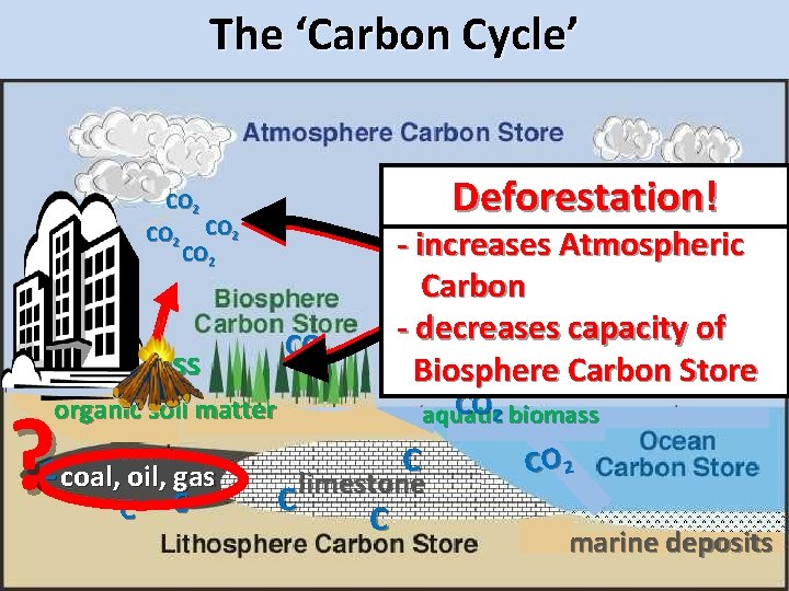 The ‘Carbon Cycle’ CO 2 Deforestation! CO 2 CO 2 biomass ? - increases