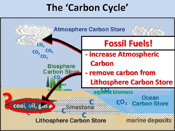 The ‘Carbon Cycle’ CO 2 COFuels! 2 Fossil CO 2 CO 2 ? biomass