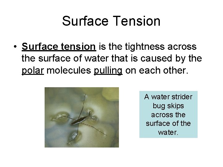 Surface Tension • Surface tension is the tightness across the surface of water that