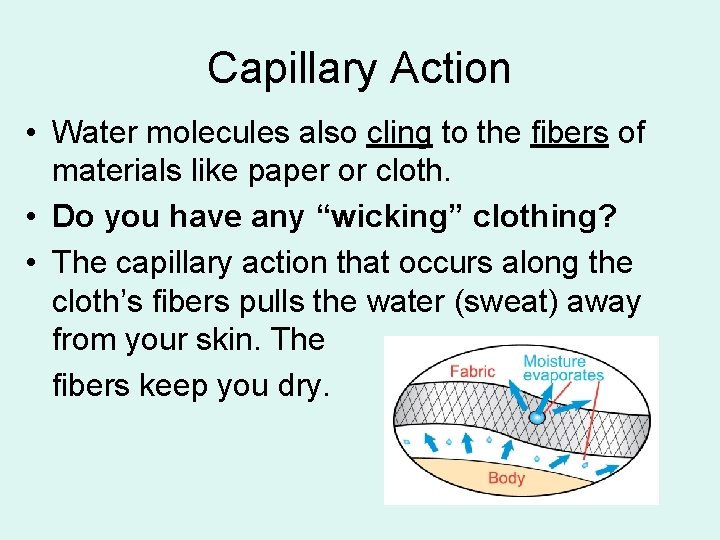 Capillary Action • Water molecules also cling to the fibers of materials like paper