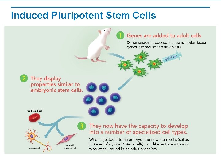 Induced Pluripotent Stem Cells 