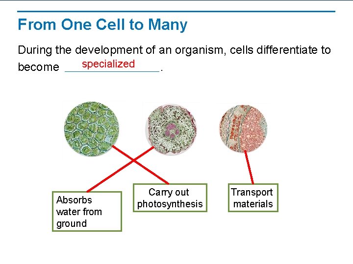 From One Cell to Many During the development of an organism, cells differentiate to
