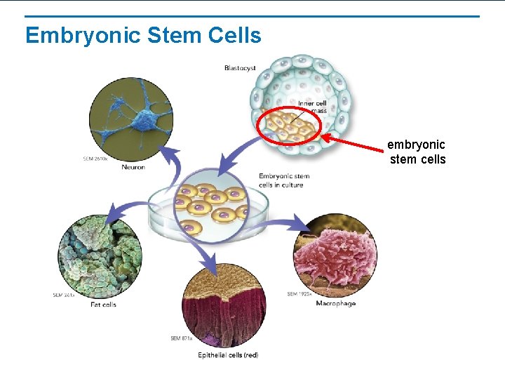 Embryonic Stem Cells embryonic stem cells 