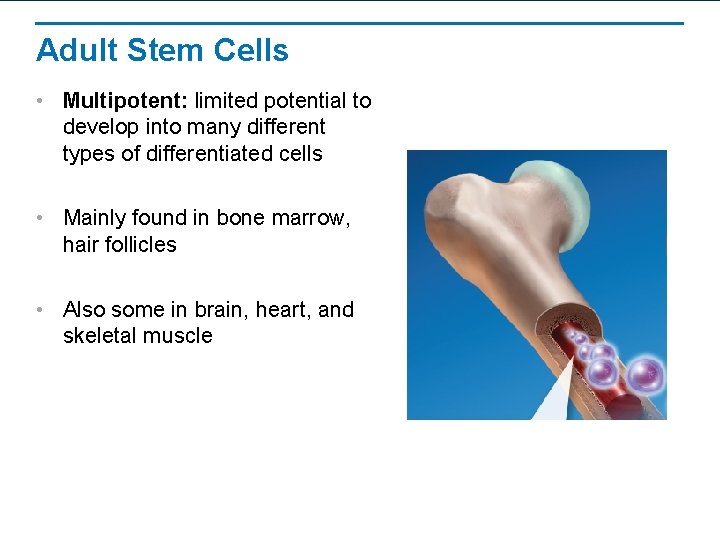 Adult Stem Cells • Multipotent: limited potential to develop into many different types of