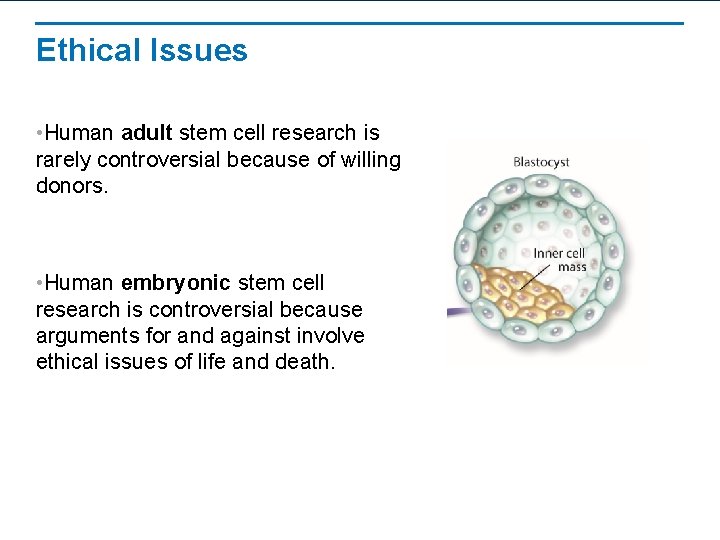 Ethical Issues • Human adult stem cell research is rarely controversial because of willing