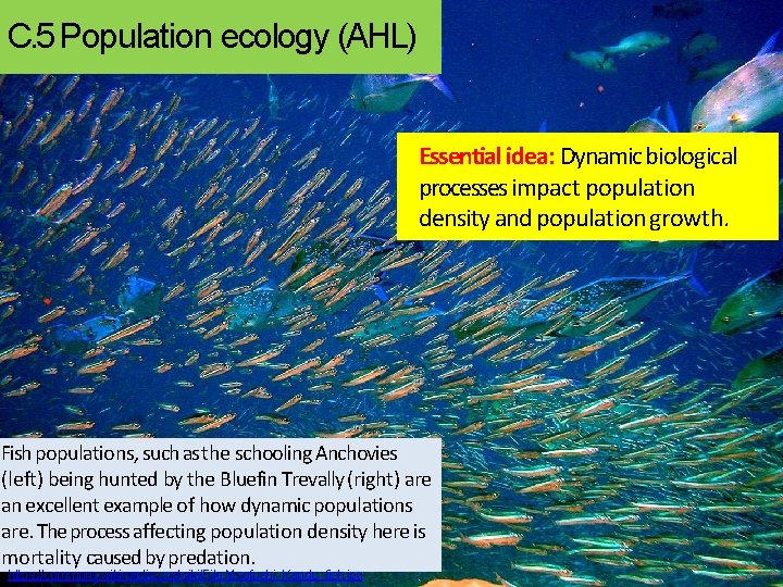 C. 5 Population ecology (AHL) Essential idea: Dynamic biological processes impact population density and