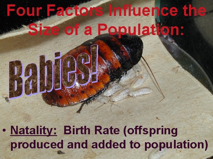 Four Factors Influence the Size of a Population: • Natality: Birth Rate (offspring produced
