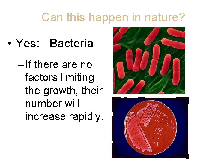 Can this happen in nature? • Yes: Bacteria – If there are no factors