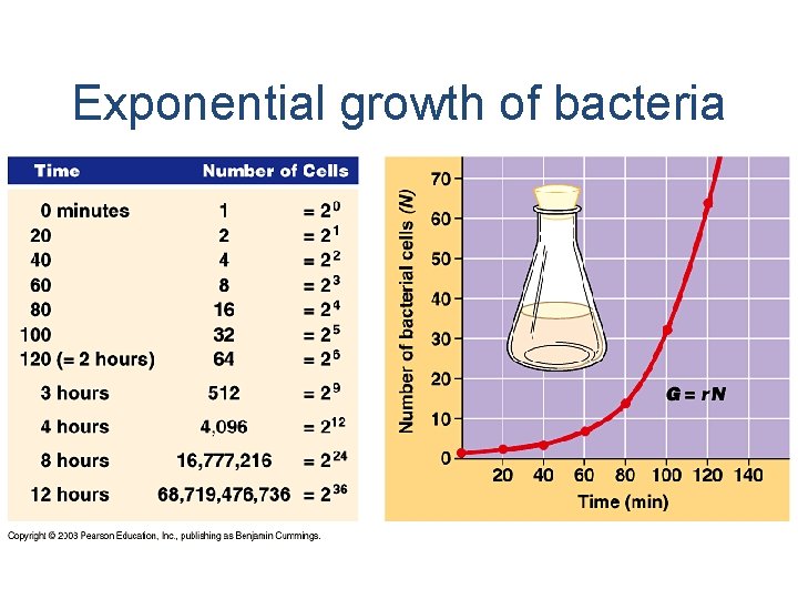 Exponential growth of bacteria 