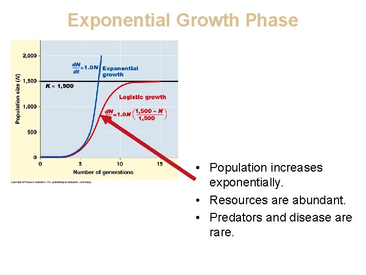 Exponential Growth Phase • Population increases exponentially. • Resources are abundant. • Predators and