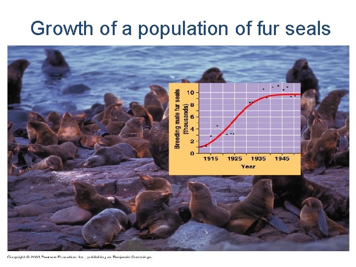 Growth of a population of fur seals 