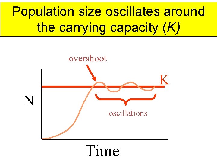 Population size oscillates around the carrying capacity (K) overshoot K N oscillations Time 