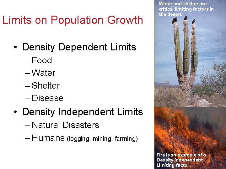 Limits on Population Growth Water and shelter are critical limiting factors in the desert.