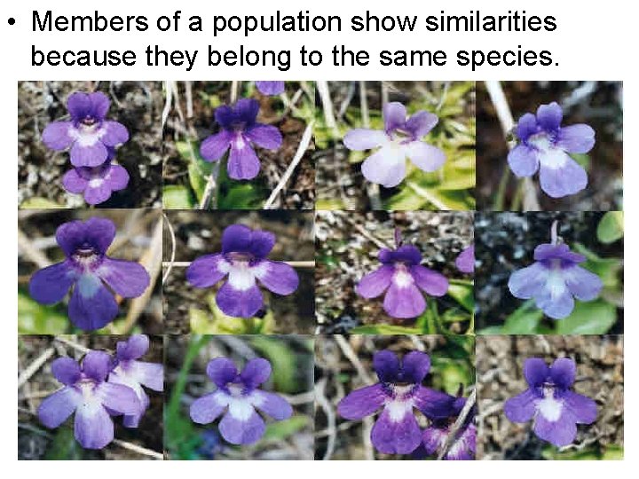  • Members of a population show similarities because they belong to the same