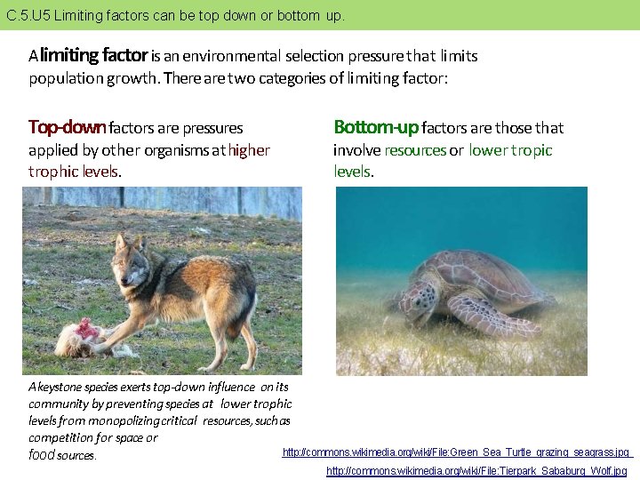 C. 5. U 5 Limiting factors can be top down or bottom up. A