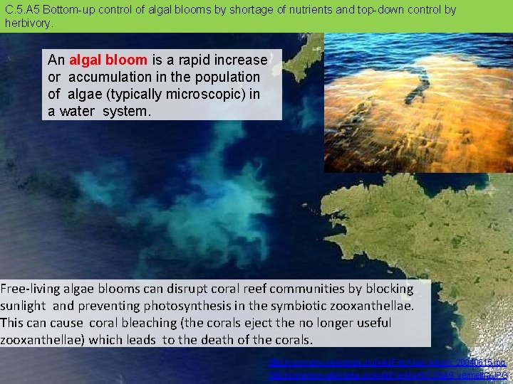 C. 5. A 5 Bottom-up control of algal blooms by shortage of nutrients and