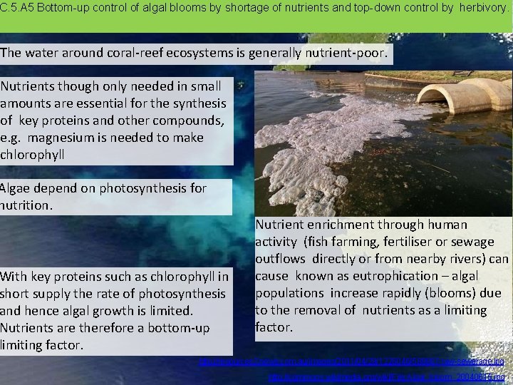 C. 5. A 5 Bottom-up control of algal blooms by shortage of nutrients and