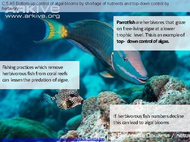 C. 5. A 5 Bottom-up control of algal blooms by shortage of nutrients and