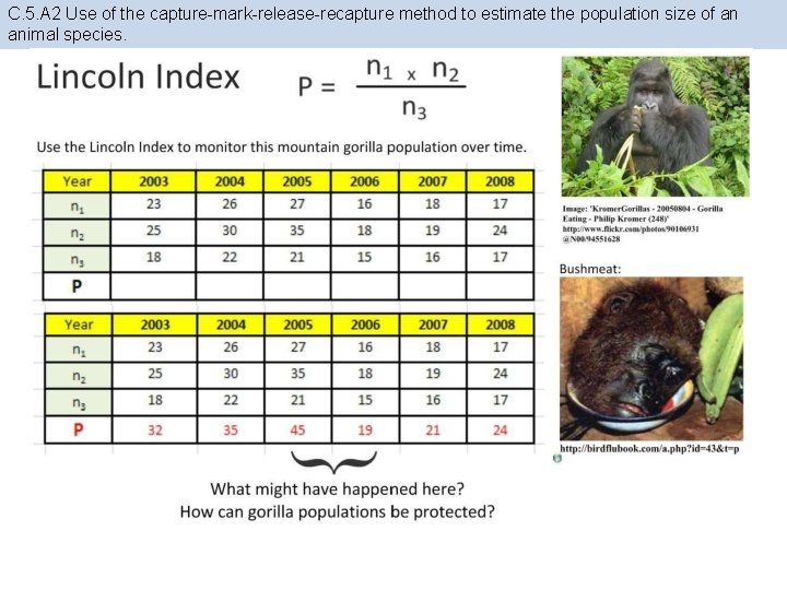 C. 5. A 2 Use of the capture-mark-release-recapture method to estimate the population size