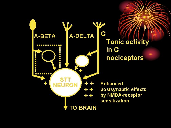 0 A-BETA A-DELTA _ _ C Tonic activity in C nociceptors + STT +