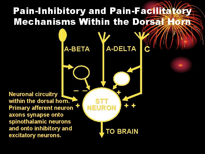 Pain-Inhibitory and Pain-Facilitatory Mechanisms Within the Dorsal Horn 0 A-BETA Neuronal circuitry within the