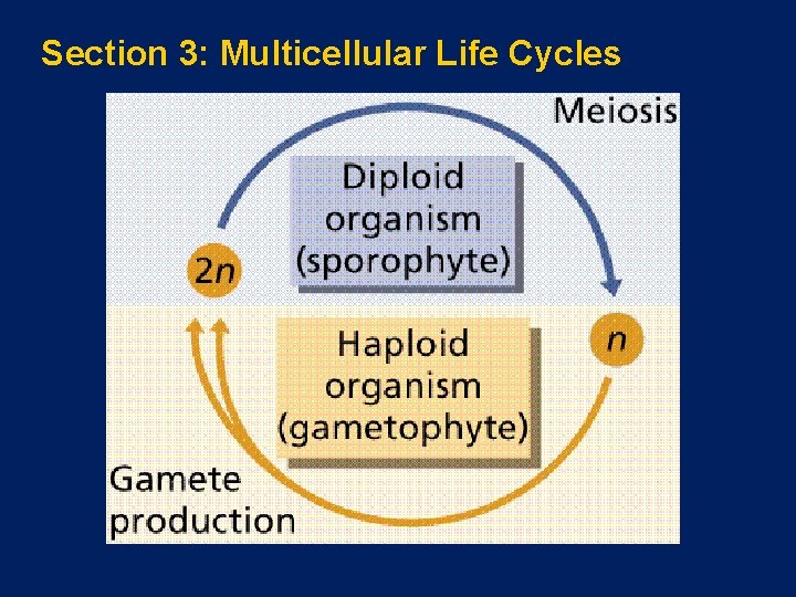 Section 3: Multicellular Life Cycles 