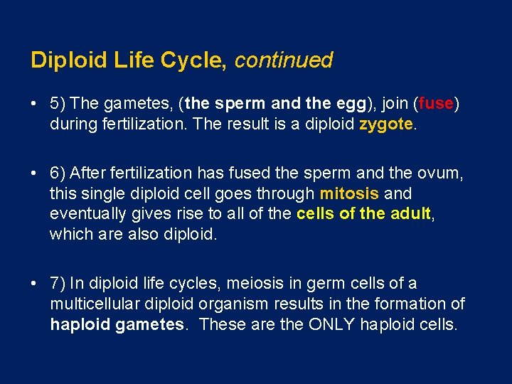 Diploid Life Cycle, continued • 5) The gametes, (the sperm and the egg), join