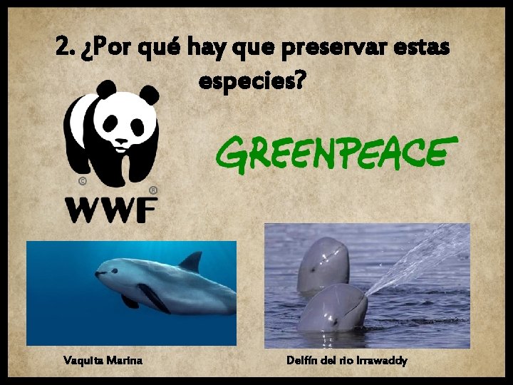 2. ¿Por qué hay que preservar estas especies? Vaquita Marina Delfín del rio Irrawaddy