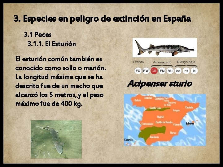 3. Especies en peligro de extinción en España 3. 1 Peces 3. 1. 1.