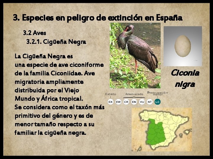 3. Especies en peligro de extinción en España 3. 2 Aves 3. 2. 1.